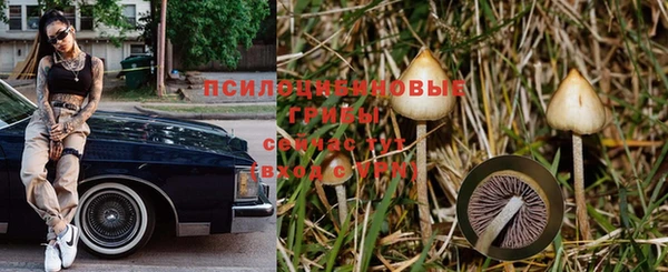 стаф Аркадак